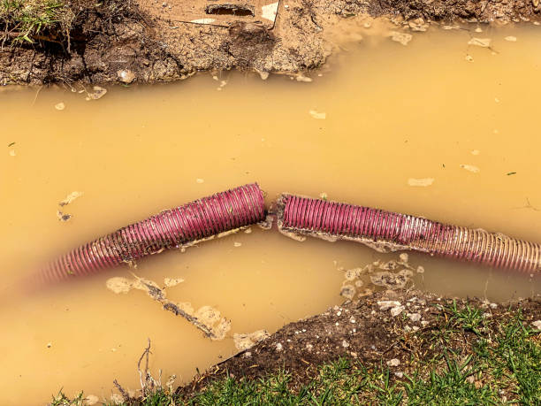 Best Mold removal after water damage  in Montezuma, IA